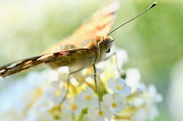 zomerse vlinder van Ilja Kalle