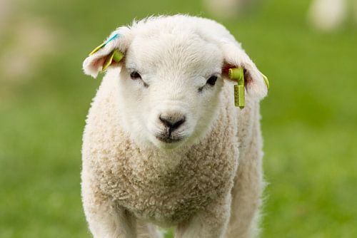lammetje