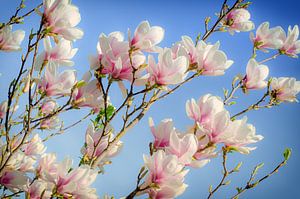 Magnolie