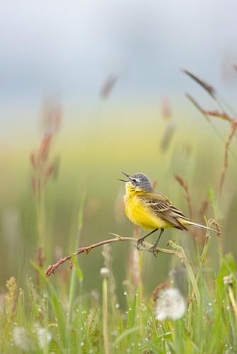 Gelbe Bachstelze singt im Gras