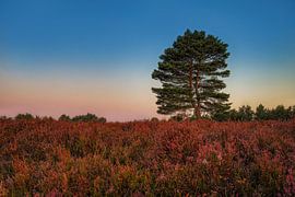 Mehlinger Heide von Thomas Herzog