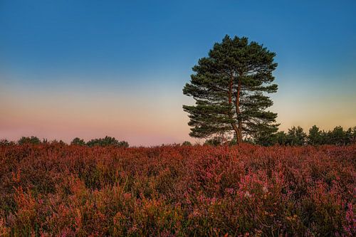 Mehlinger Heath