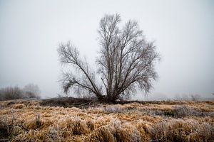 Einsamer Baum von Diane Cruysberghs