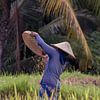 Het oogsten van de rijst in het rijstveld van Ubud, Bali van Jeroen Langeveld, MrLangeveldPhoto