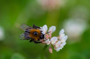 Een bij (hommel) die nectar uit een klaver bloem haalt in het gras van Daphne Plaizier