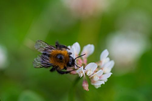 A bee (bumblebee) taking nectar from a clover flower in the grass