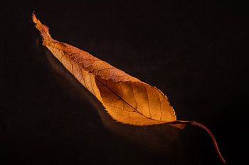 Orangenes Herbstblatt