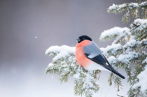 Goudvink in de sneeuw.