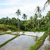 Rijstvelden op Siquijor, Filipijnen (horizontaal) van Jessica Lokker