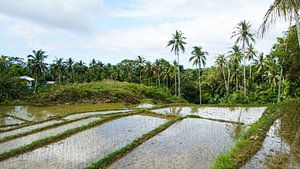 Rijstvelden op Siquijor, Filipijnen (horizontaal)