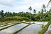 Rijstvelden op Siquijor, Filipijnen (horizontaal) van Jessica Lokker
