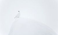 Schneehuhnmännchen (Lagopus mutus) auf einem Felsen im Schnee in Finnland von AGAMI Photo Agency Miniaturansicht