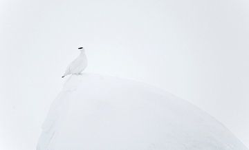 Mannetje Alpensneeuwhoen (Lagopus mutus) op een rots in de sneeuw in Finland van AGAMI Photo Agency