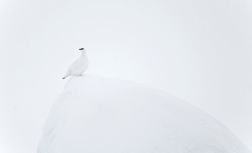 Male Alpine Snow grouse (Lagopus mutus) in the snow in Finland