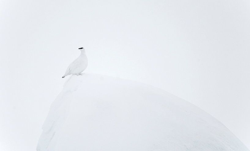 Tétras des neiges mâle (Lagopus mutus) sur un rocher dans la neige en Finlande par AGAMI Photo Agency