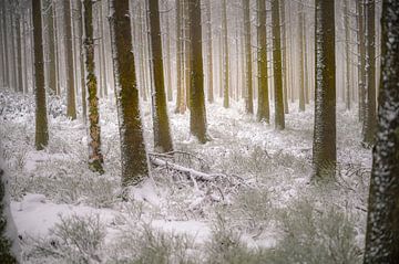 Winters bos van Peter Deschepper