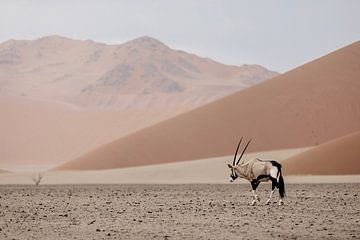 Oryx in de Namibische woestijn van Leen Van de Sande