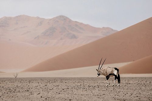Oryx dans le désert de Namibie