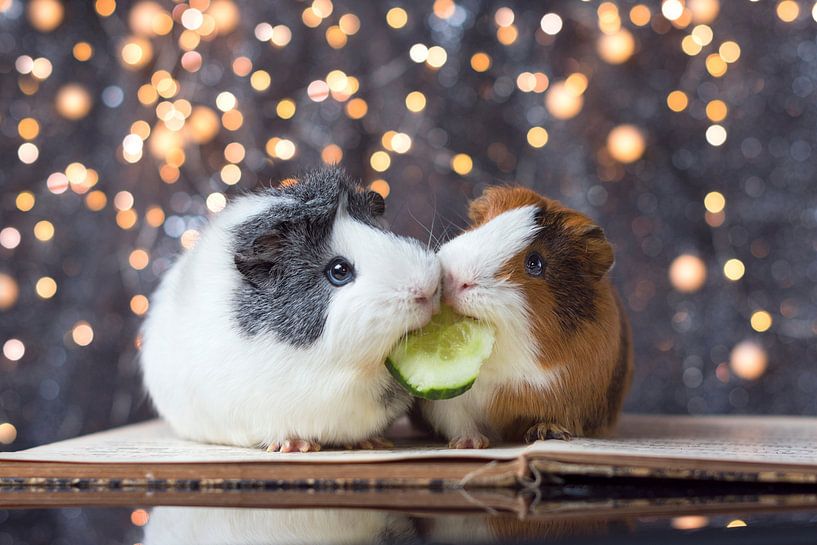 Are guinea outlet pigs allowed cucumber