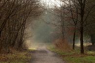 Fairytale Forest landscape with sun harps - Sunny spring morning in the Dale Forest by Karin van Es thumbnail