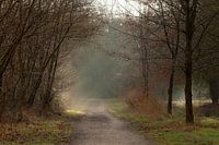 Märchenhafte Waldlandschaft mit Sonnenharfen - Sonniger Frühlingsmorgen im Dale Forest