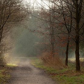 Märchenhafte Waldlandschaft mit Sonnenharfen - Sonniger Frühlingsmorgen im Dale Forest von Karin van Es