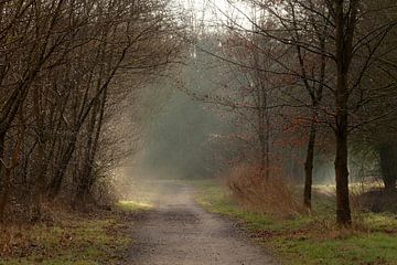 Märchenhafte Waldlandschaft mit Sonnenharfen - Sonniger Frühlingsmorgen im Dale Forest