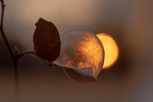 Wintersonne und Seifenblasen Impression