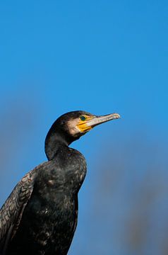 A cormorant with a blue sky in the background by Mark Koolen