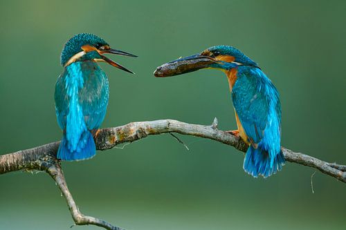 IJsvogel - Visoverdracht