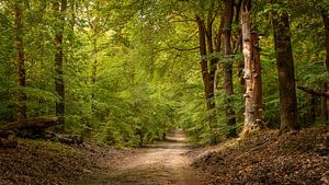 Lenteochtend in het Speulderbos