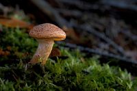 Eenzame paddenstoel