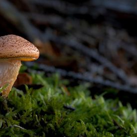 Eenzame paddenstoel van Henrys-Photography