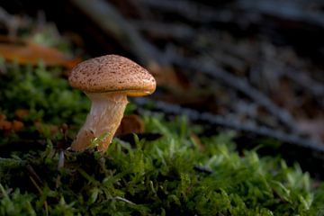 Einsamer Pilz von Henrys-Photography