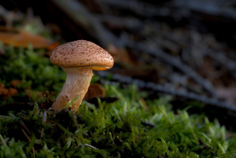 Lone mushroom by Henrys-Photography