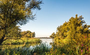 Doorkijkje in de Biesbosch van Ruud Morijn