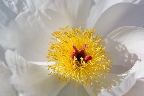 Beautiful flower of peony or paeony with yellow stamens and red pistils between white petals, full f