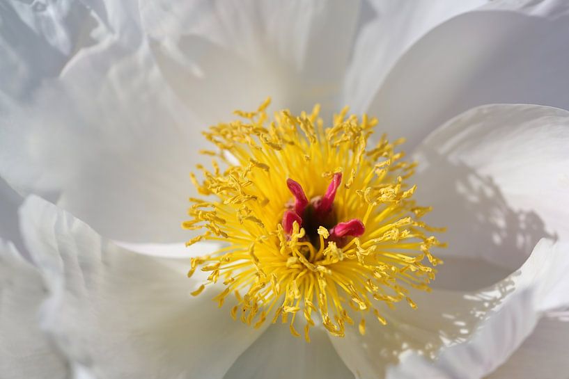 Mooie bloem van pioen of pioenroos met gele meeldraden en rode stampers tussen witte bloemblaadjes,  van Maren Winter