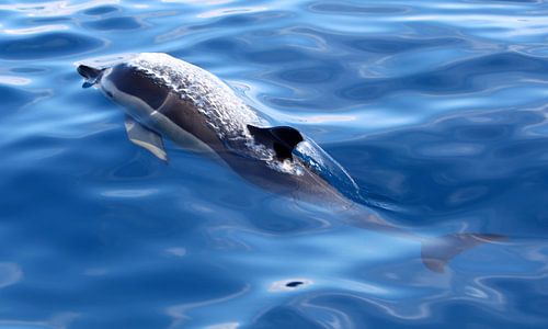 DOLFIJN (half in/onder water)