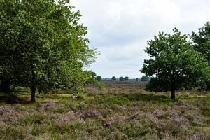 Ein Blick auf die violette Heide zwischen den Bäumen