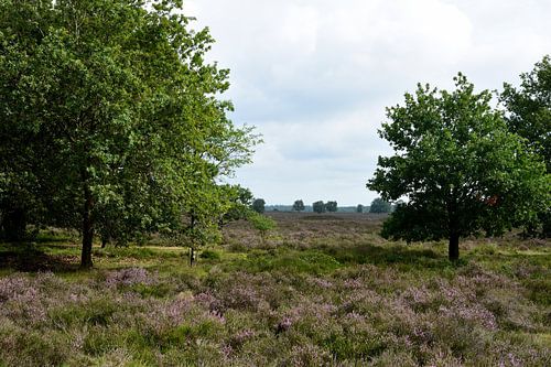 Een uitzicht op de paarse heide tussen de bomen door