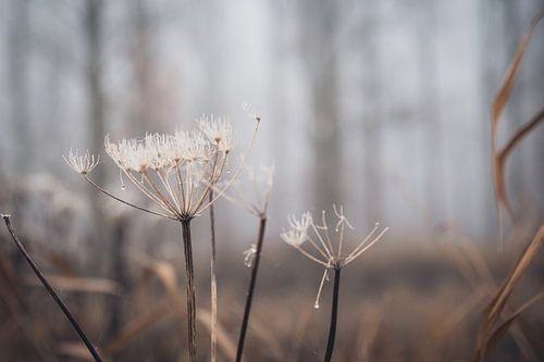 natural tones in the forest