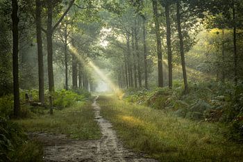 En toen werd het licht