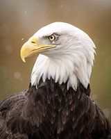 Amerikaanse Zeearend