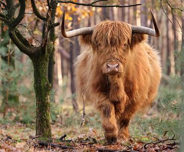Un highlander écossais en mouvement sur Gerrie De with