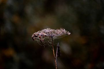 Winter flower in the morning dew by Sharon Kastelijns