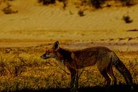 Fox in the dunes