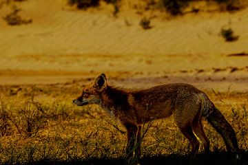Fox in the dunes by Joeri Imbos