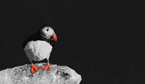 Puffin in black white