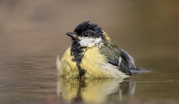 Mésange charbonnière sur Tanja van Beuningen